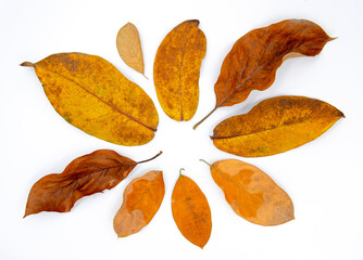 Naklejka na ściany i meble Orange fallen leaf flat lay composition on white background. Autumn leaves circle top view photo. Yellow red tree leaf backdrop for seasonal cover or banner. Thanksgiving card template. Wooden foliage