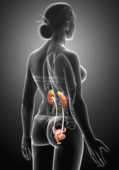 3d rendered, medically accurate illustration of female   kidneys
