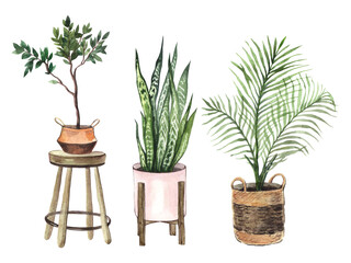 Watercolor set with indoor plants in pots on a white background