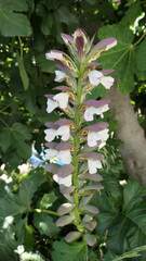 Single lupin in flower