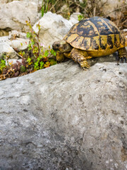 swamp turtle close up macro