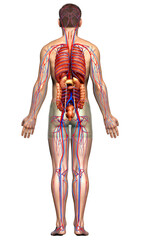 3d rendered medically accurate illustration of the male circulatory  system and internal organs