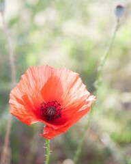 Isolated single poppy illiminated by the sun. Natural habitat with bokeh background.