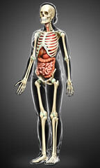 Fototapeta premium 3d rendered medically accurate illustration of female Internal organs and skeleton system