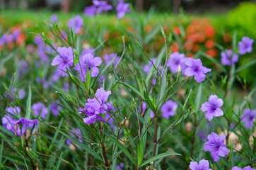 Naklejka premium purple crocus flowers in spring