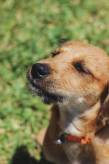 dog feeling the sun, with eyes closed, green grass in the background of the vertical image