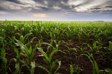 Open corn field at sunset.