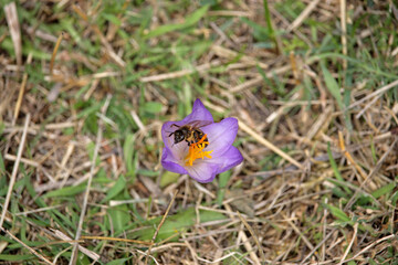 Fototapeta premium European honey bee (Apis mellifera) pollinating Crocus nudiflorus in the cantabrian mountain range, northwest Spain