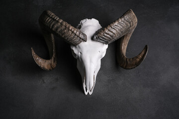 Skull goat gray plastered wall hanging in the center