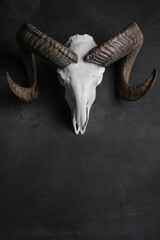 Skull goat gray plastered wall hanging in the center