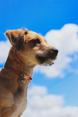 brown dog looking away with blue sky in the background vertical