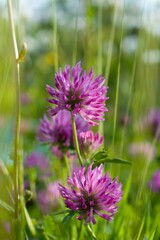 field with clover, violet clover