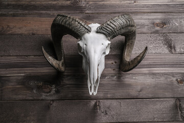 Goat skull on an old wooden wall
