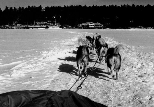View from behind a group of dogs pulling a sled in the snow