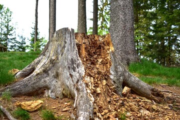 A stump in a forest that is slowly falling apart, decomposition