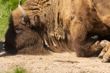 Bison lies in the dust in Sweden national park.