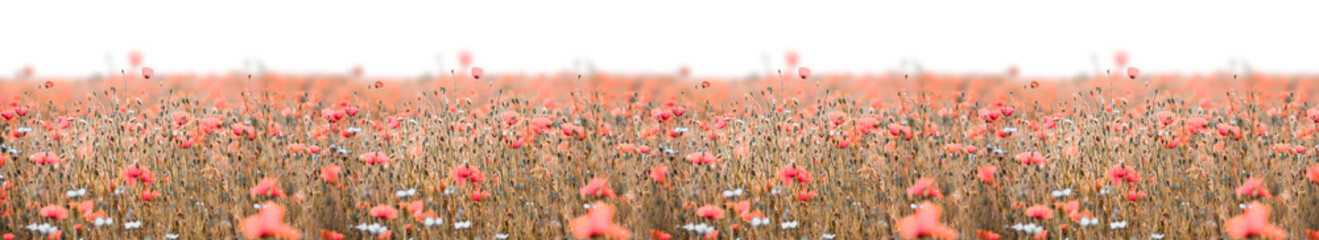 Poppy field panorama with pink poppies and deep sharpness © Karneg