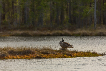 Canada goose sitting in a moss on an island in a swamp. Knuthojdmossen, Sweden
