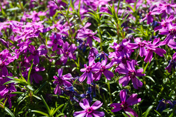 Creeping phlox (Phlox subulata), also known as the moss phlox.Macro photo nature lilac wild Phlox subulata flower. Texture background blooming wildflower. The image of a plant lilac purple. Close up.