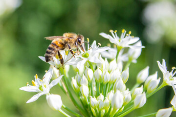 Honey bee apis mellifera on white flower while collecting pollen on green blurred background close up macro
