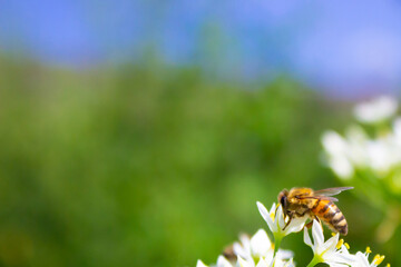  Honey bee apis mellifera on white flower while collecting pollen on green blurred background close up macro, copy space for your text