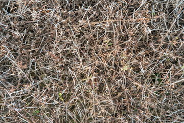 Flat view of the dry tree branches