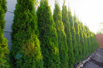 Green hedge of thuja trees in the courtyard of the house. Thuja twig, evergreen Thuja occidentalis also known as arborvitaesas arborvitaes or cedar. Landscape design concept