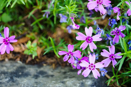Creeping phlox (Phlox subulata), also known as the moss phlox.Macro photo nature lilac wild Phlox subulata flower. Texture background blooming wildflower. The image of a plant lilac purple. Close up.