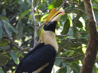 Great Indian Hornbill in Nilgiris