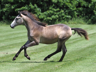 Young Horse Playing