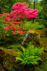 Fern and tree with colorful red leaves in Japanese garden, Park Clingendael, The Hague, Netherlands