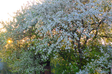 An apple tree in blossom early in the morning against the backdrop of the rising sun, a good spring background, a huge flowering tree, an apple tree lit by the sun, white flowers.
