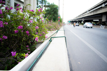 Bush with purple flower on road side , urban design ,development,green space - Powered by Adobe