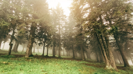 Fototapeta premium Forest on the slopes of the mountain. Carpathians, Ukraine, Europe. Beauty world.