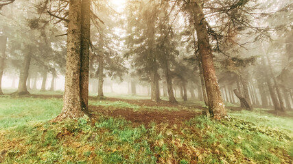 Forest on the slopes of the mountain. Carpathians, Ukraine, Europe. Beauty world.