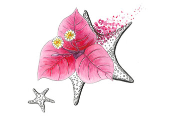 Watercolor Hand painted Bougainvillea flower with See stars draw linear, white background