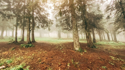 Forest on the slopes of the mountain. Carpathians, Ukraine, Europe. Beauty world.