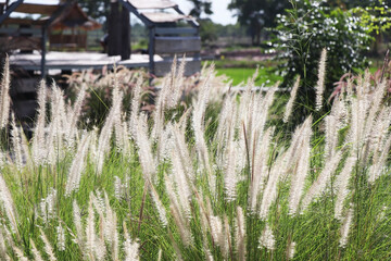 Fountain grass or Imperata cylindrica beauv