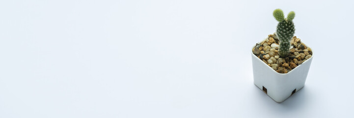 Bunny ears cactus with copy space