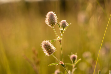 Obraz premium Pflanzen am Utkiek in Oldenburg.