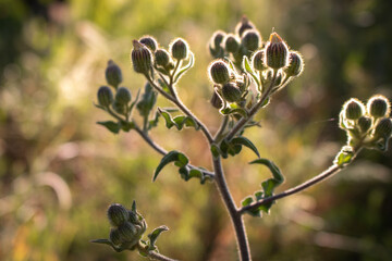 A branch full of shiny poppy buds ready to bloom illuminated by sunlight. Blurred background with warm colors