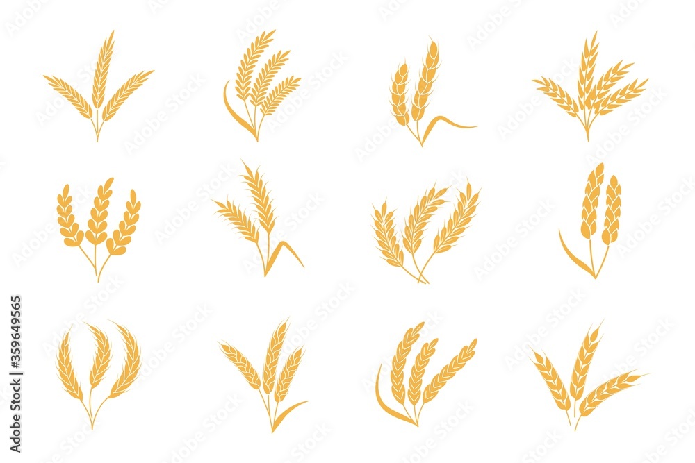 Wall mural wheat and rye ears. harvest stalk grain spike icon. elements for organic food logo, bread packaging 