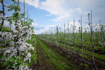 Fototapeta na wymiar Apple trees fields. Flowering seedlings grow out of ground with grass