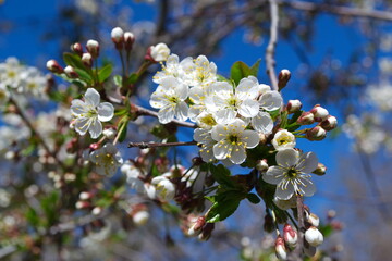Cherry blossom. White flower. Spring. Spring garden. Blue sky.