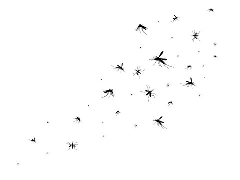 Flying mosquitoes. Black silhouette mosquito, swarm flying insects spreading disease dangerous infection and viruses, gnat pest vector image