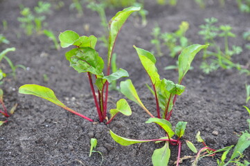 Leaf of beet root. Fresh green leaves of beetroot or beet root seedling. Row of green young beet leaves growth in organic farm.