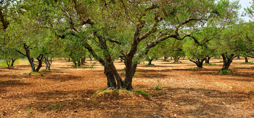 Olive trees (Olea europaea) grove in Crete, Greece for olive oil production. Horizontal camera pan