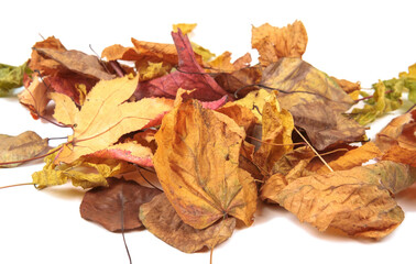 Colorful autumn leaves isolated on a white background