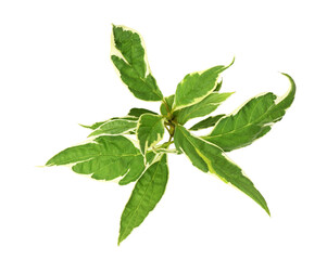 Green and white leaves of cornus alba