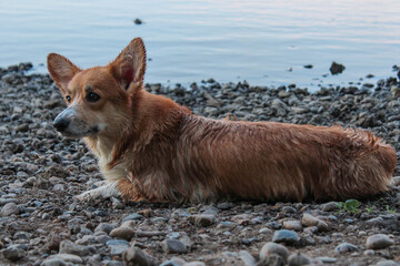 dog on the beach